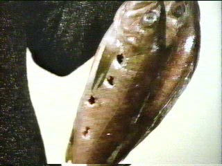 [fish with bullet holes]