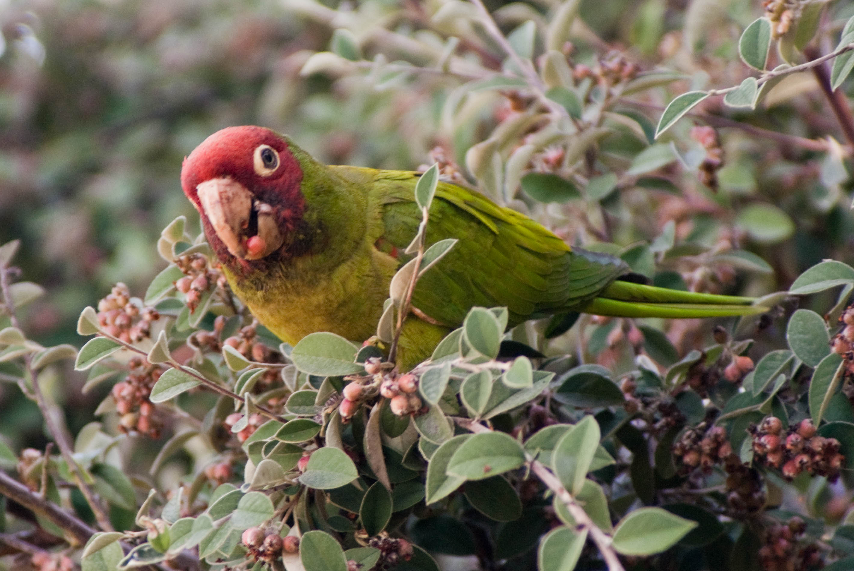 08744 Parrot with berry in mouth